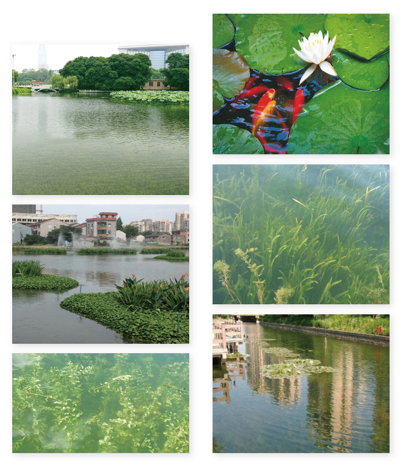 生態系統建設成果